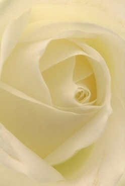This elegantly photographed Petts Wood rose unfurls creamy-ivory petals in a flawless spiral, inviting the imagination to linger on their velvety, almost translucent texture. Each layer seems gently illuminated by soft, diffused light, echoing the peaceful glow found on quiet walks along Queensway. Subtle gradients of cream, pale lemon, and pure white blend with natural harmony, evoking serenity and sophistication. The overall effect is that of a flower captured at its most contemplative-a tender gesture for anniversaries, expressions of love, or moments of quiet reflection. The composition feels intimate and personal, as if the rose's tranquil aura fills a familiar room with understated sweetness and grace. Shadows linger in the innermost folds, suggesting hypnotic depth and timeless artistry only an experienced local florist could achieve. This rose, so finely crafted, seems to fill the air with a barely-there floral fragrance, a sensory whisper as comforting as warm sunlight streaming through Petts Wood gardens. It's a bloom that makes each heartfelt occasion-be it celebration or remembrance-uniquely special for our Petts Wood neighbours.