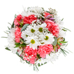 This bouquet is a radiant celebration of fresh beginnings, expertly arranged to reflect the welcoming heart of Petts Wood. At its center, crisp white daisies with their signature lime-green middles seem to beam with cheerful optimism. Surrounding them, coral-pink carnations spill forth in rich, fluttering ruffles, bringing vibrant warmth to the display. Wisps of white gypsophila float between blooms, conjuring images of spring mist along the quiet paths of Jubilee Country Park. Hints of alstroemeria buds, tinged with shy purples and pinks, hint at blooms to come, adding an intriguing touch of anticipation. Eucalyptus leaves, soft and silvery, mingle with glossy dark greenery, creating a lush, embracing backdrop. The bouquet's round composition feels intentional and uplifting-each stem thoughtfully angled to capture the interplay of light and shadow against a crisp white background. Designed for moments of celebration, gratitude, or comfort, this arrangement channels the gentle exuberance of community get-togethers in Petts Wood, whether for anniversaries, birthdays, or simply to nurture a loved one's spirits. The overall effect is tranquil, harmonious, and undeniably joyful-a testament to the artistry and heartfelt care of local florists who know how to make every petal shine in the neighborhoods they serve.
